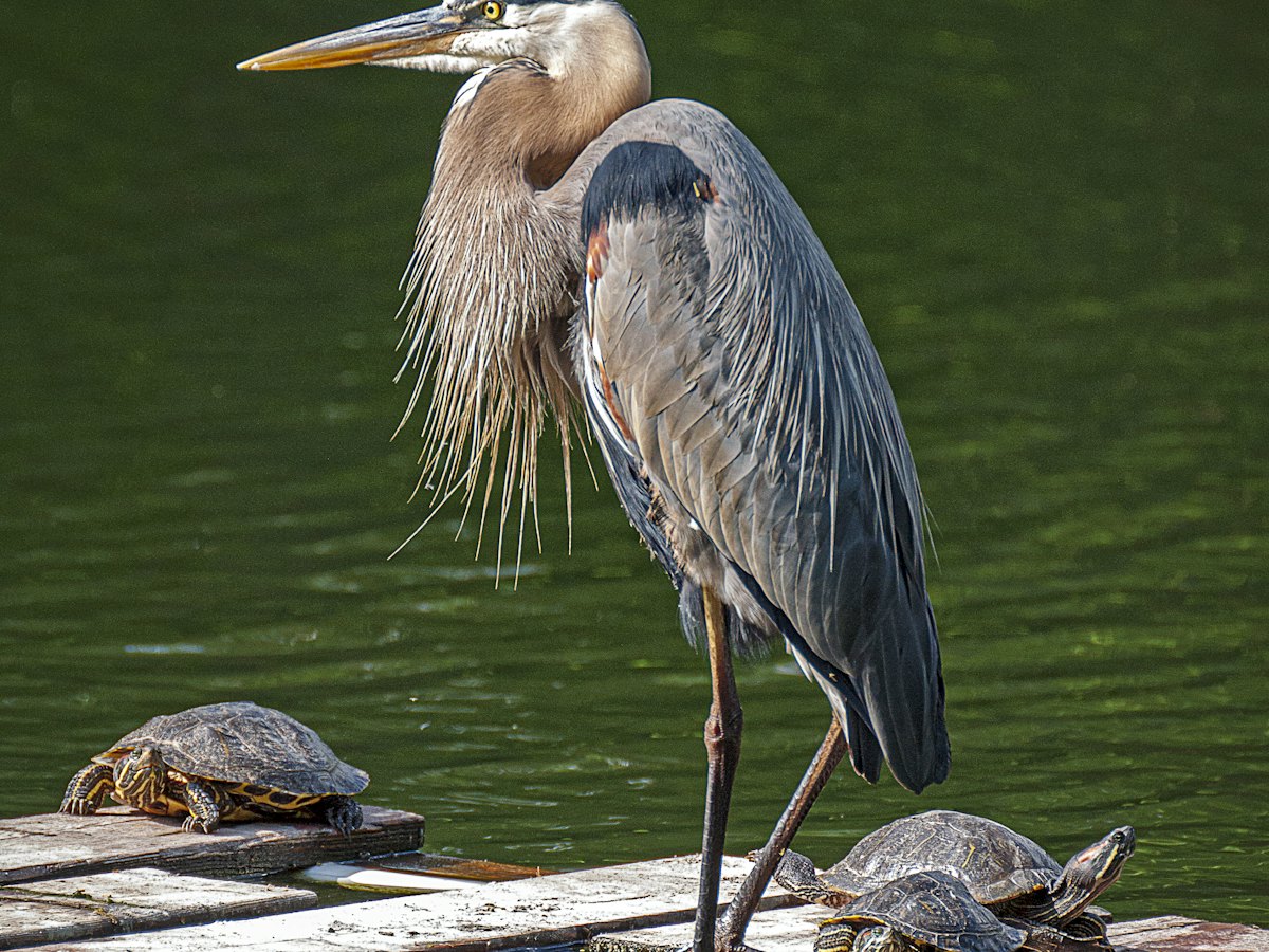 A great blue heron standing on a log beside two turtles.