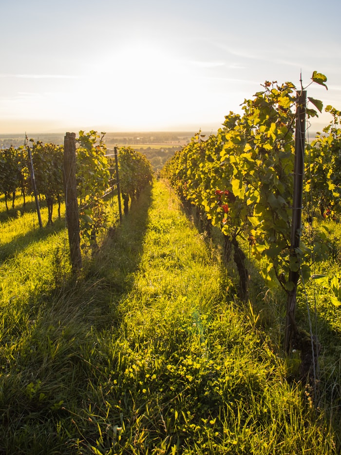 Sunlit rows of grapevines stretching across a vineyard