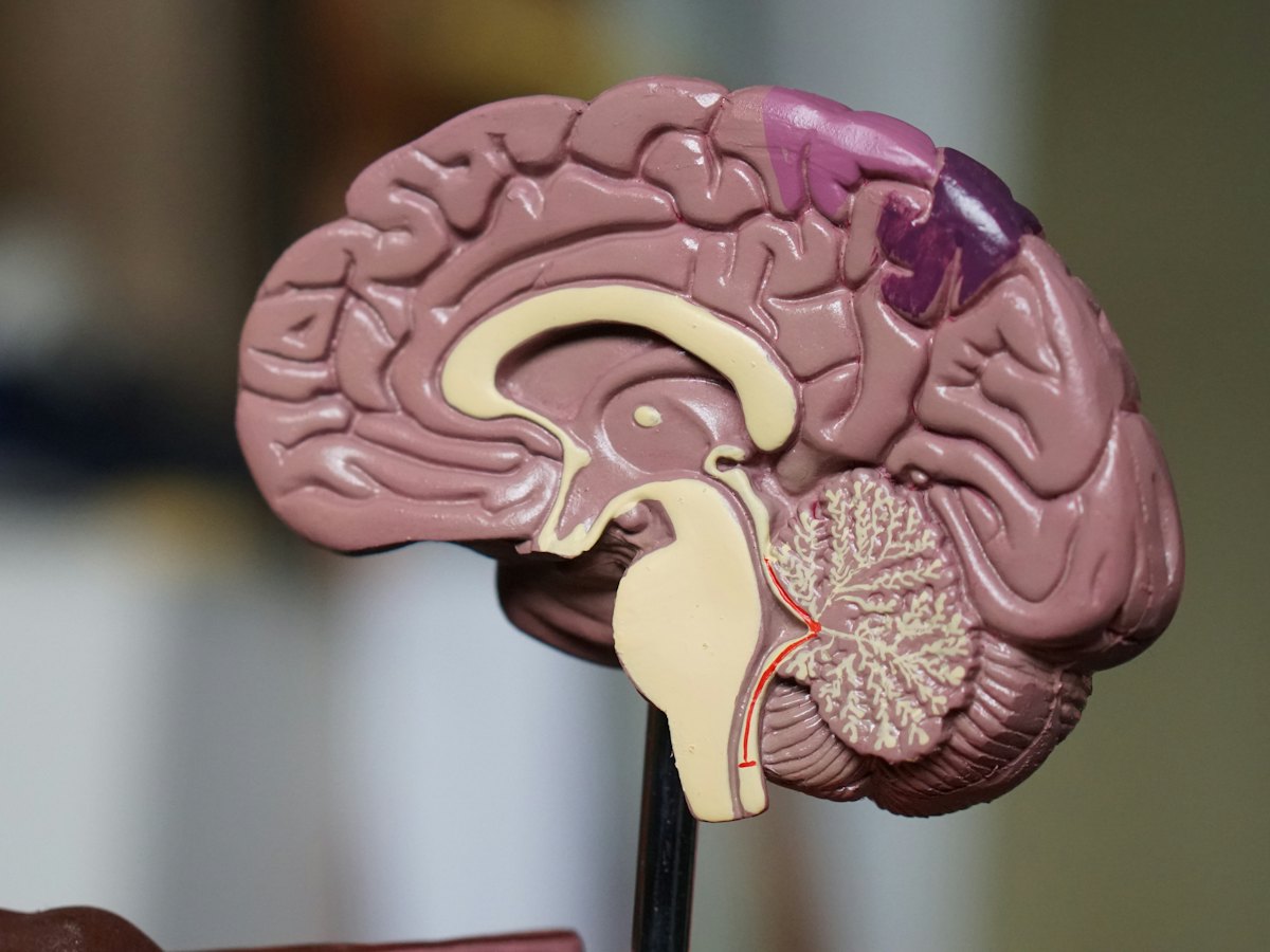 A cutaway model of the human brain.