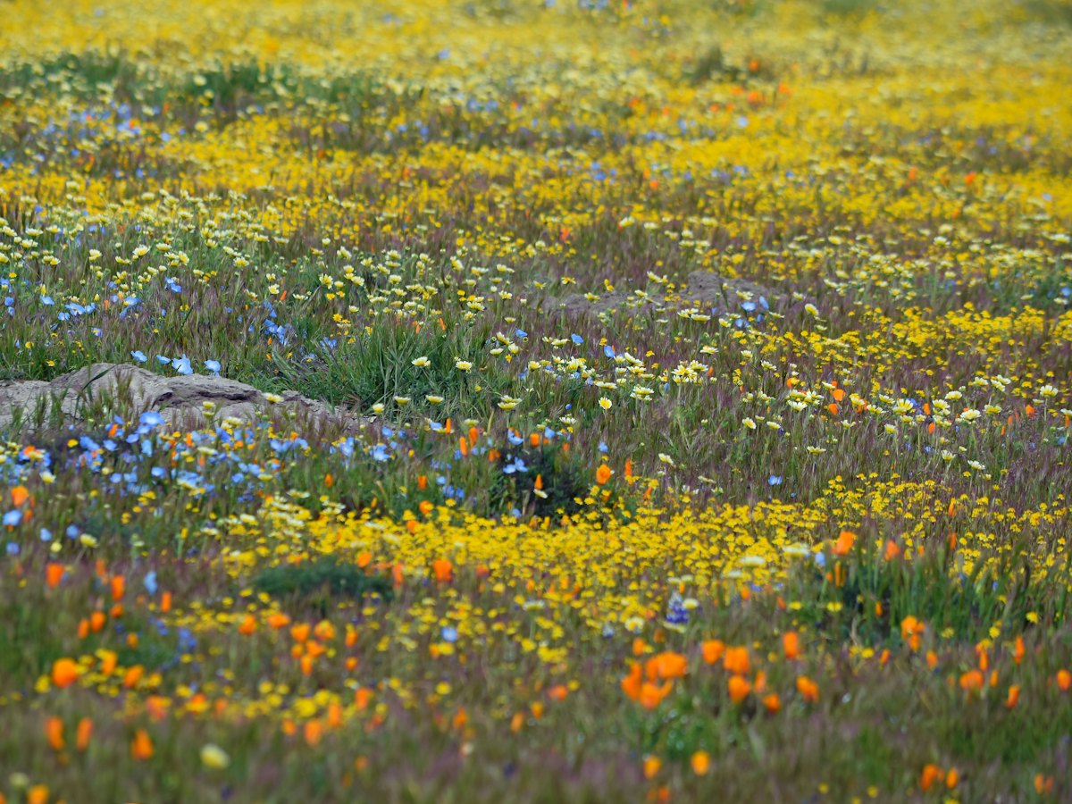 A hillside covered in orange, yellow and purple wildflowers.