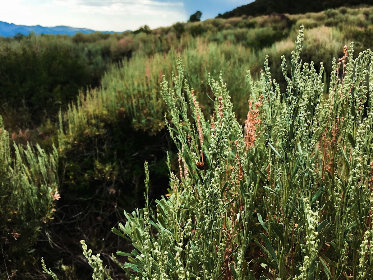 Coastal sage scrub on a green hillside.