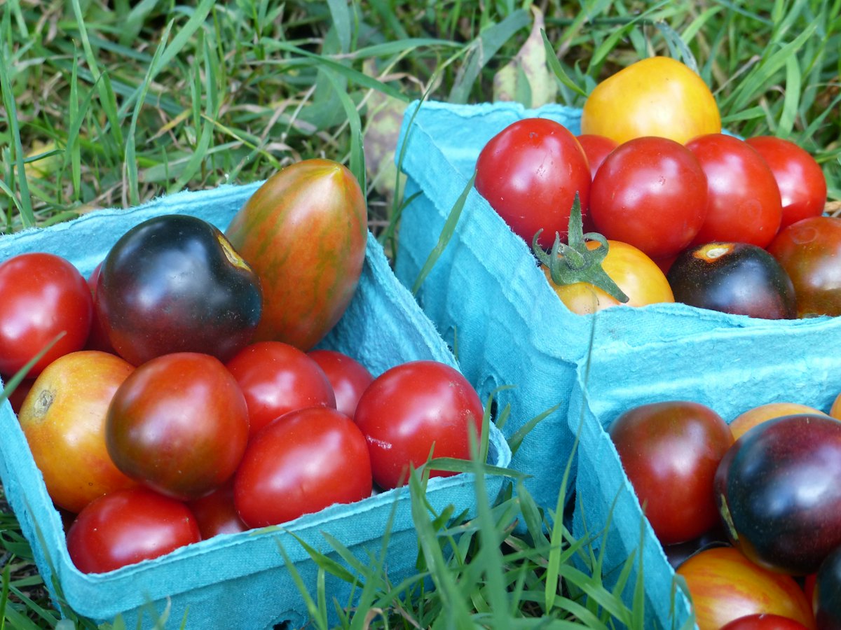 Baskets of heirloom tomatoes in the grass.