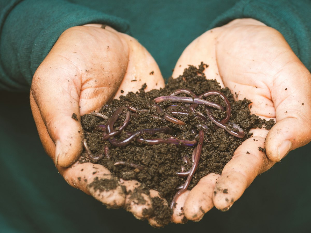 Cupped hands holding soil and earthworms.