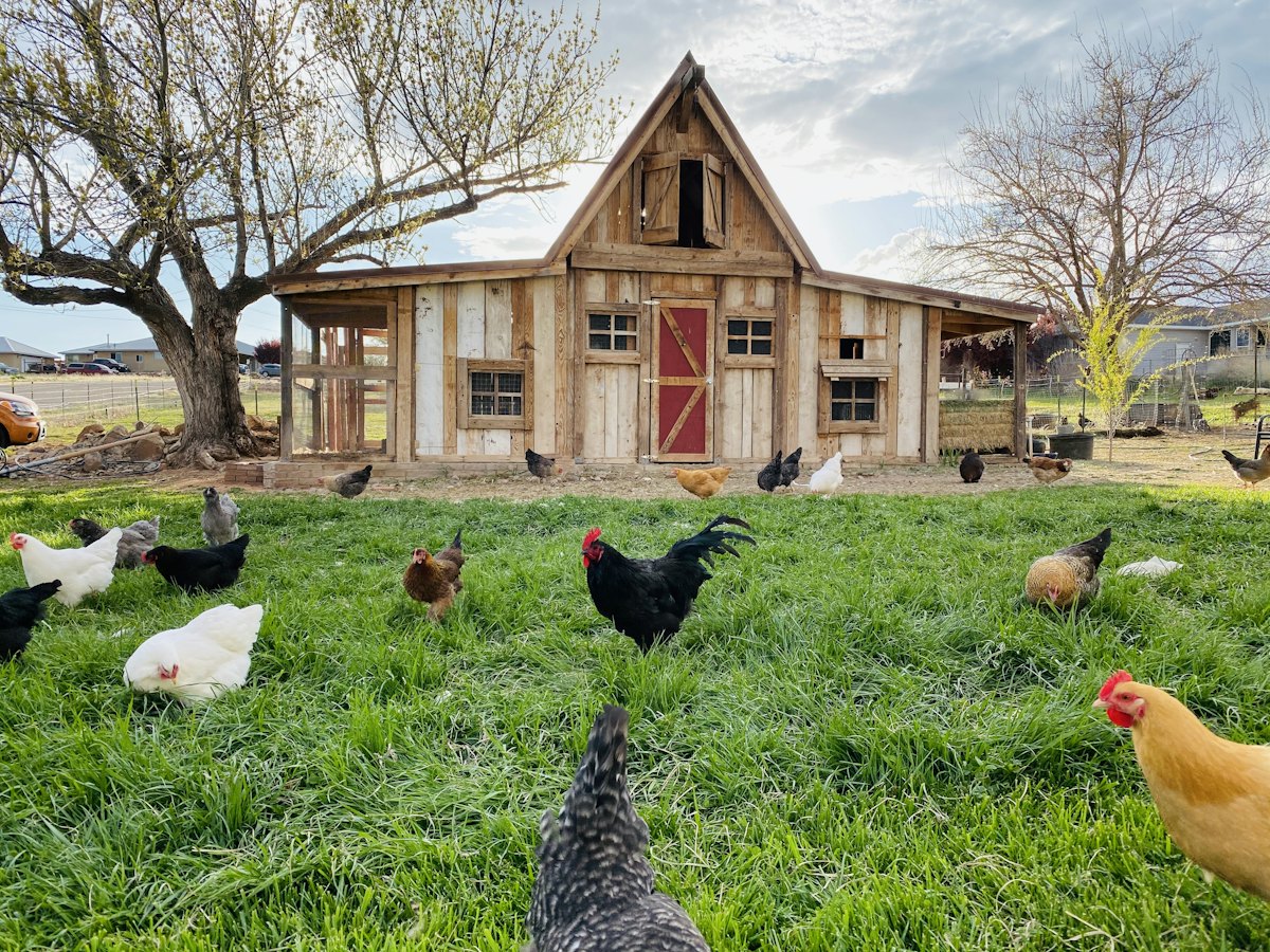 Chickens roaming the grass in front of a wooden barn.