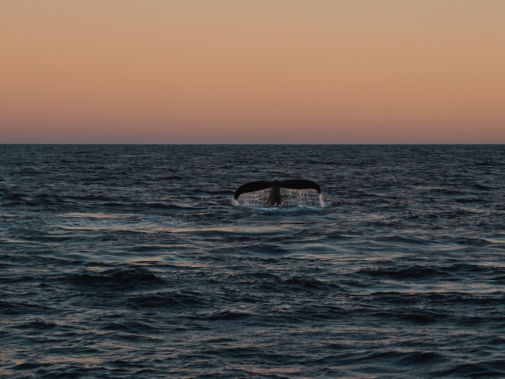 A whale's spout on the horizon seen from the deck of a sailing yacht.